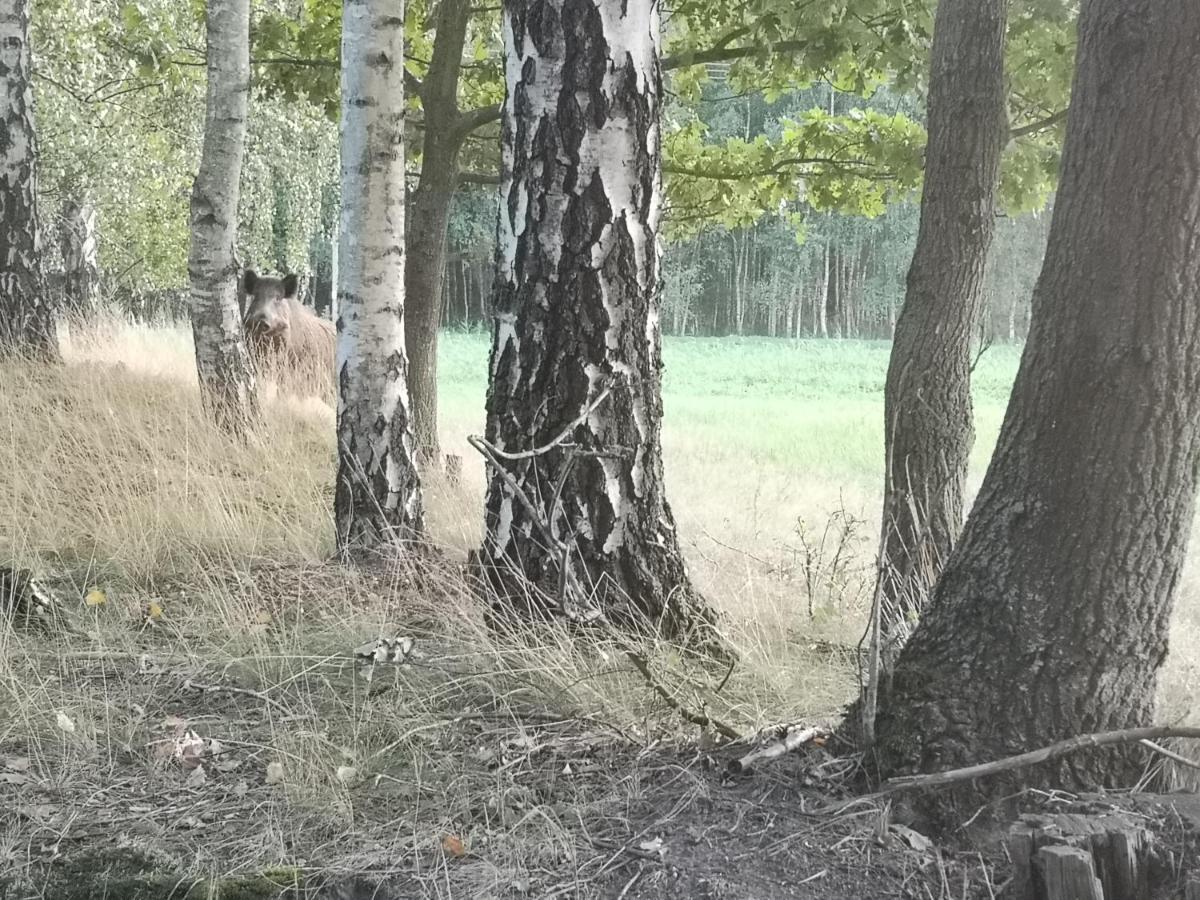 Agroturystyka Plener Miedzichowo エクステリア 写真