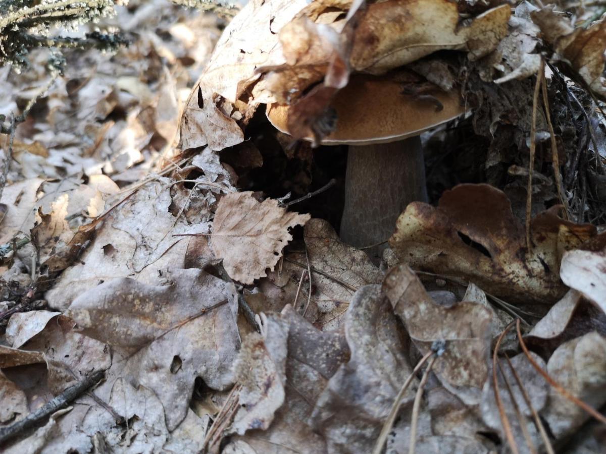 Agroturystyka Plener Miedzichowo エクステリア 写真
