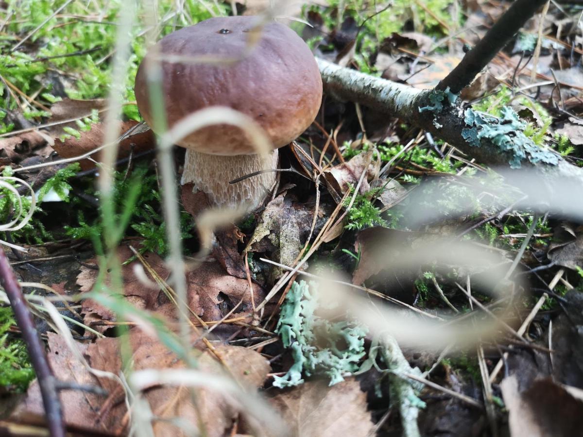 Agroturystyka Plener Miedzichowo エクステリア 写真